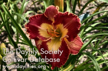 Daylily Shades of Time